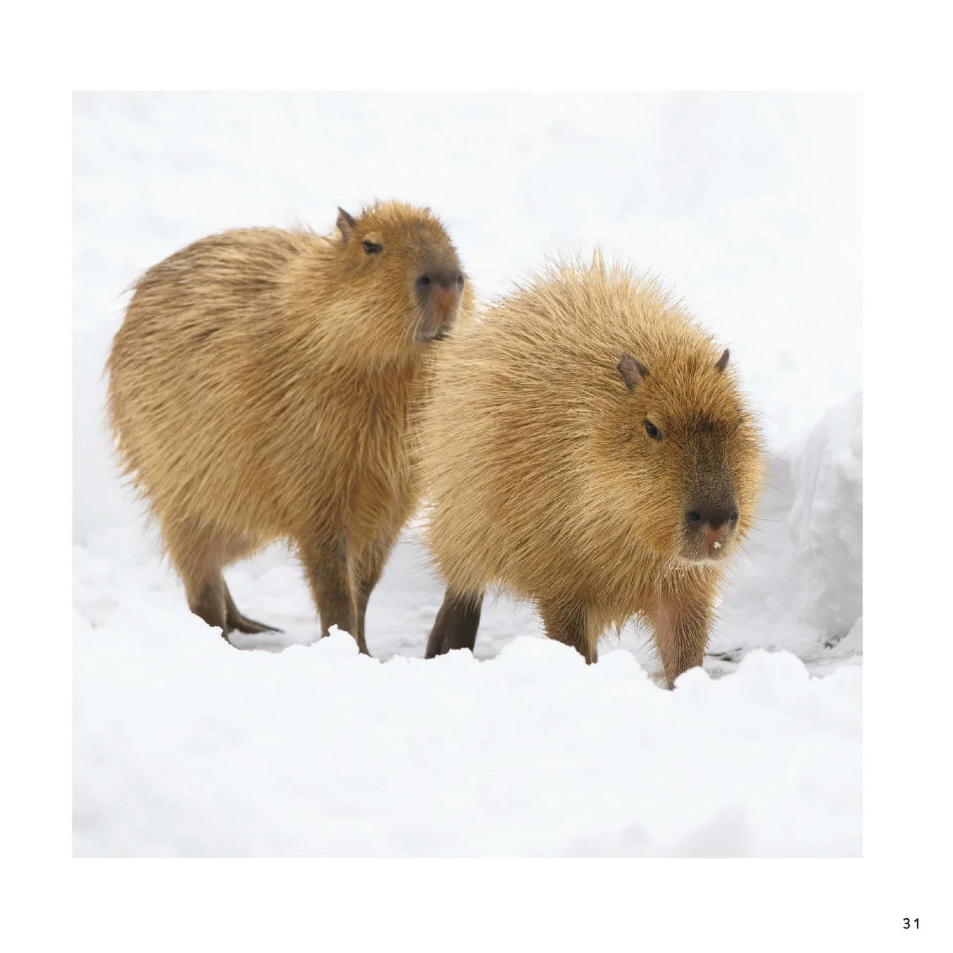 雪の中を歩く2匹のカピバラ