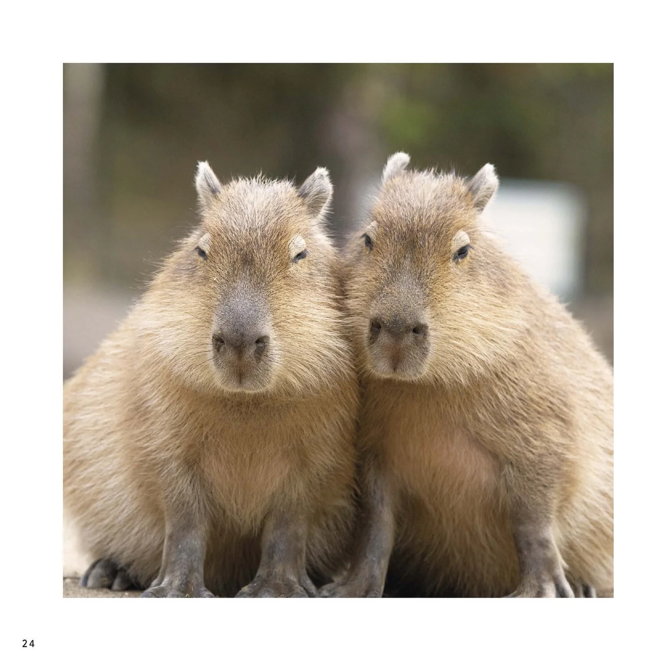 仲良く並んで座るカピバラ