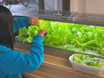 室内で水耕栽培されたレタスの収穫風景