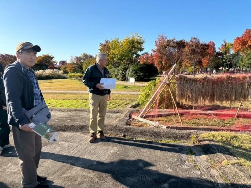 稲架掛けされた稲を見る男性