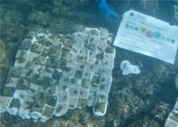 サンゴの幼生を育成する様子