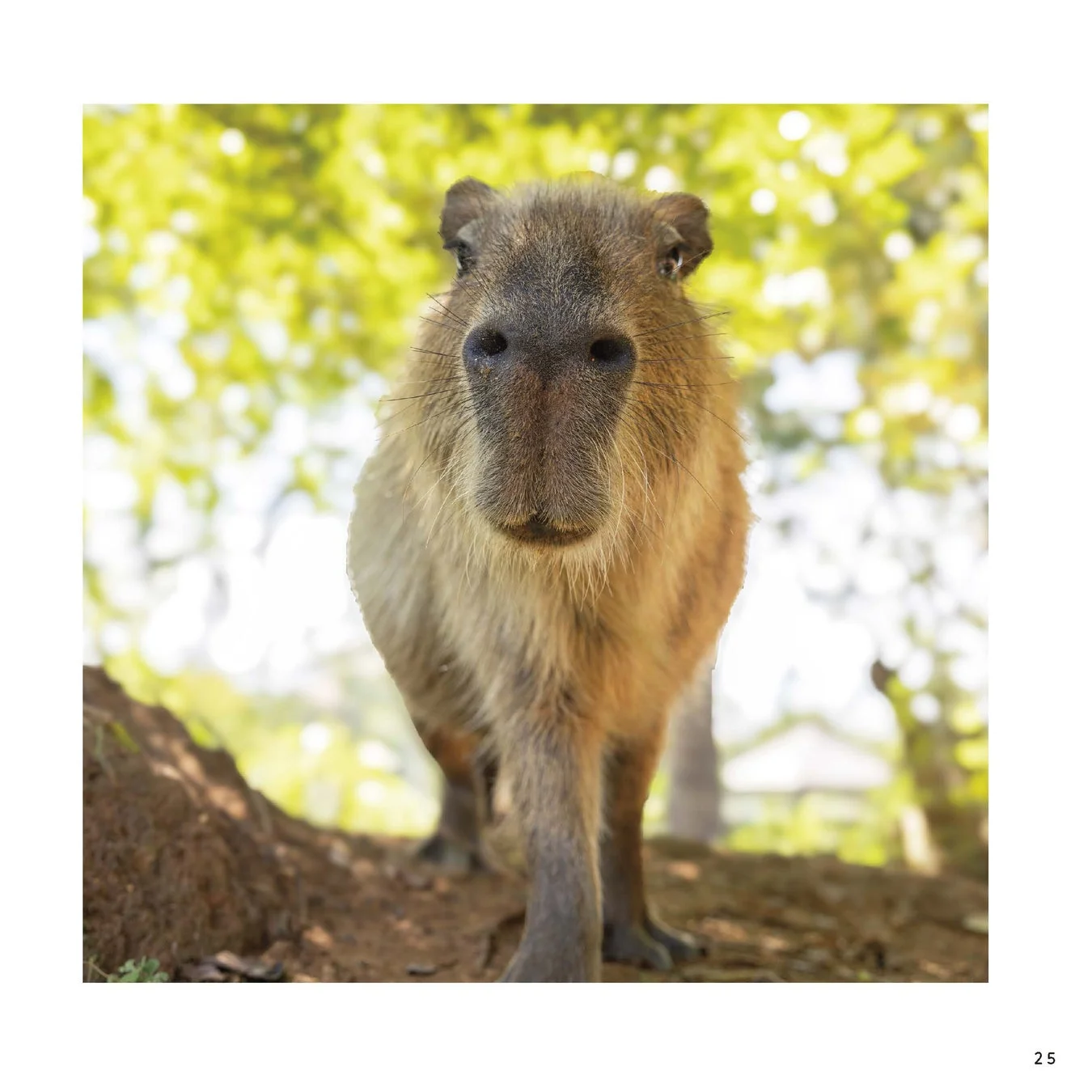 カメラに向かって歩くカピバラ