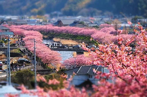 川沿いの桜並木