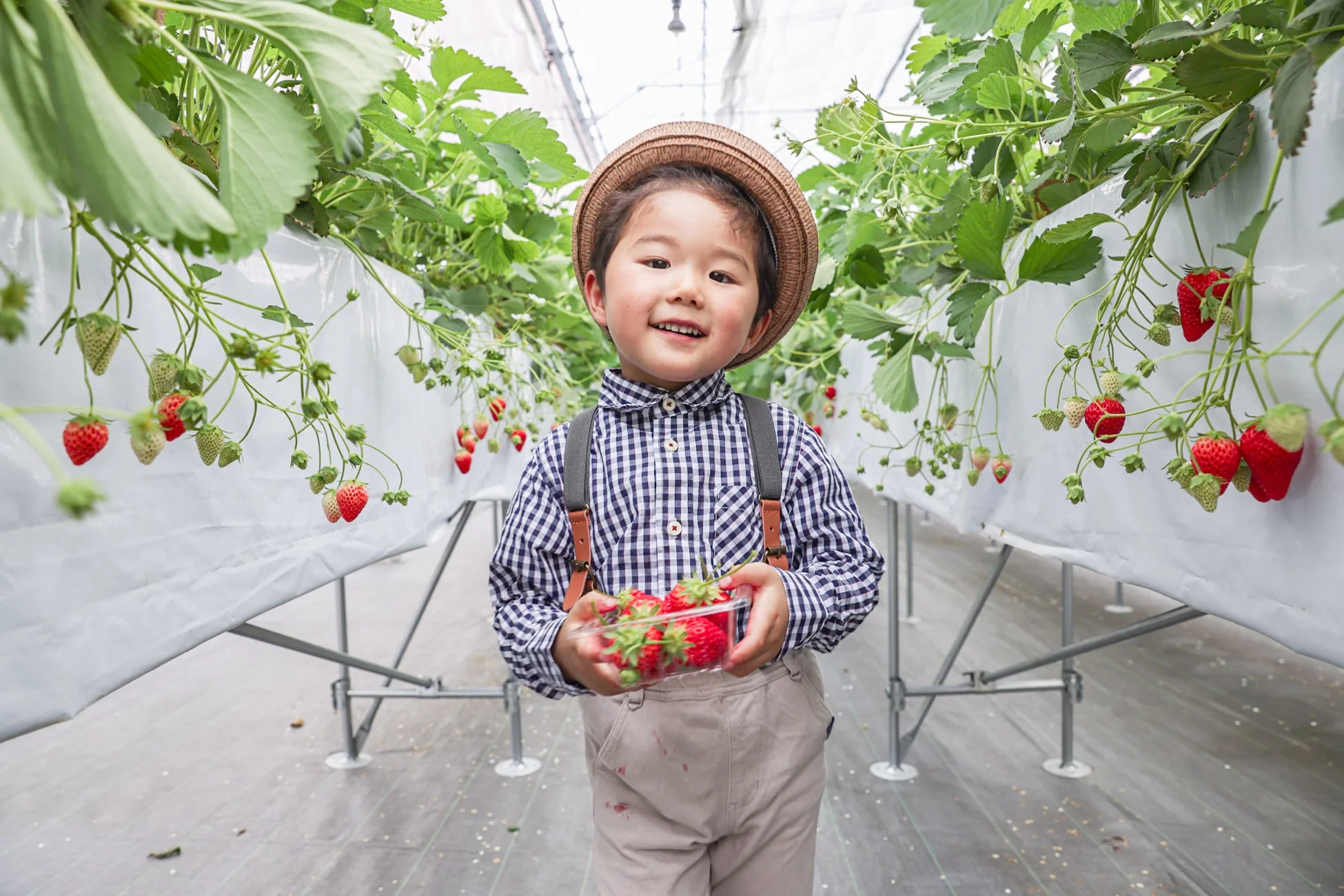 男の子がいちごを持つ画像