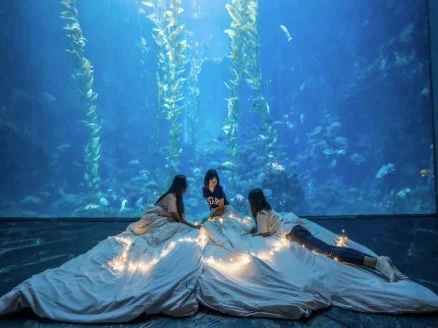 水族館のナイトステイ