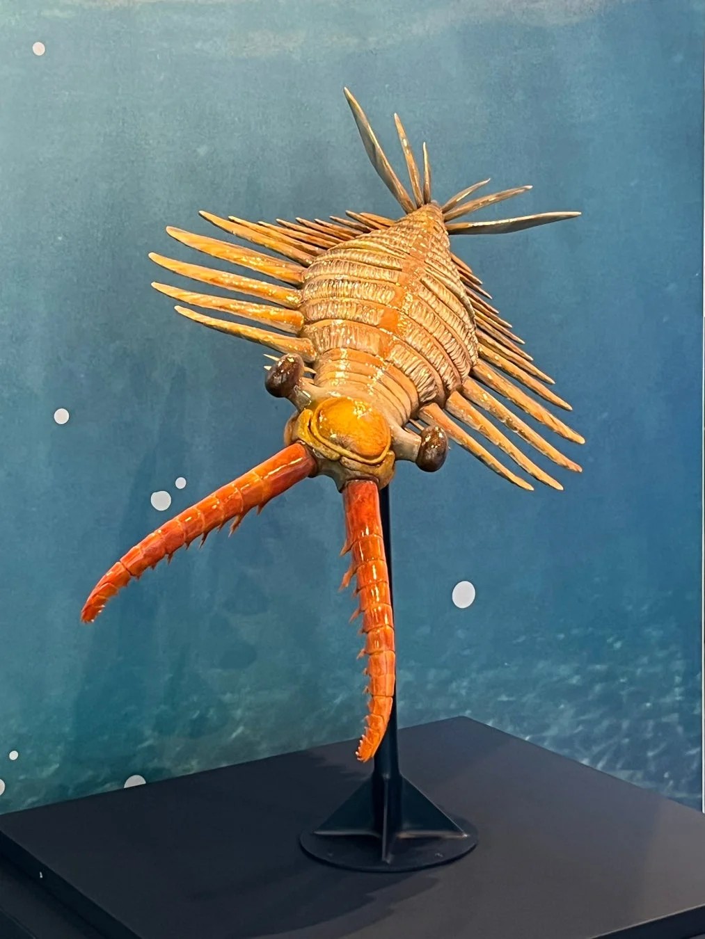 アノマロカリスの模型