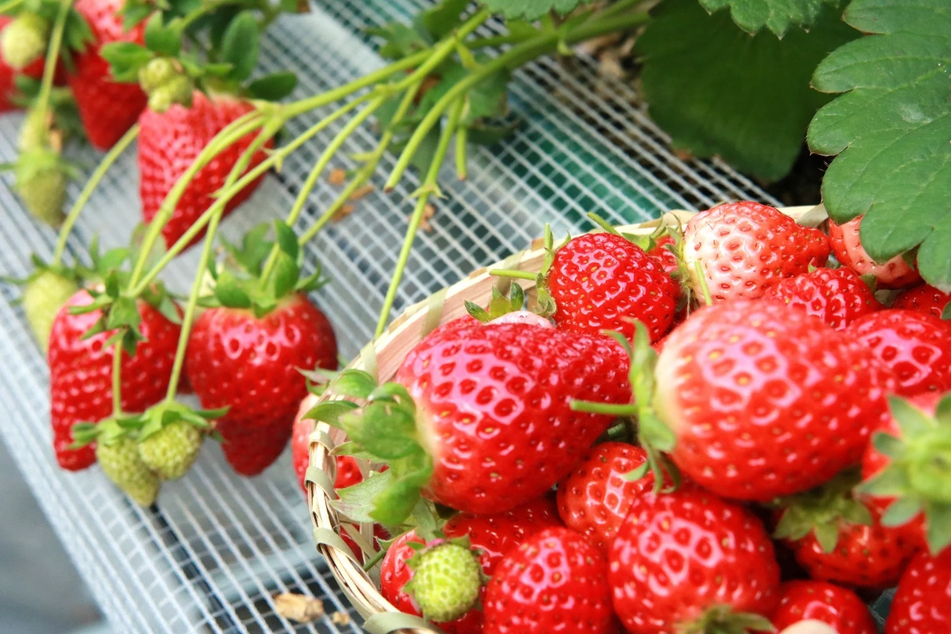 籠盛りのいちご