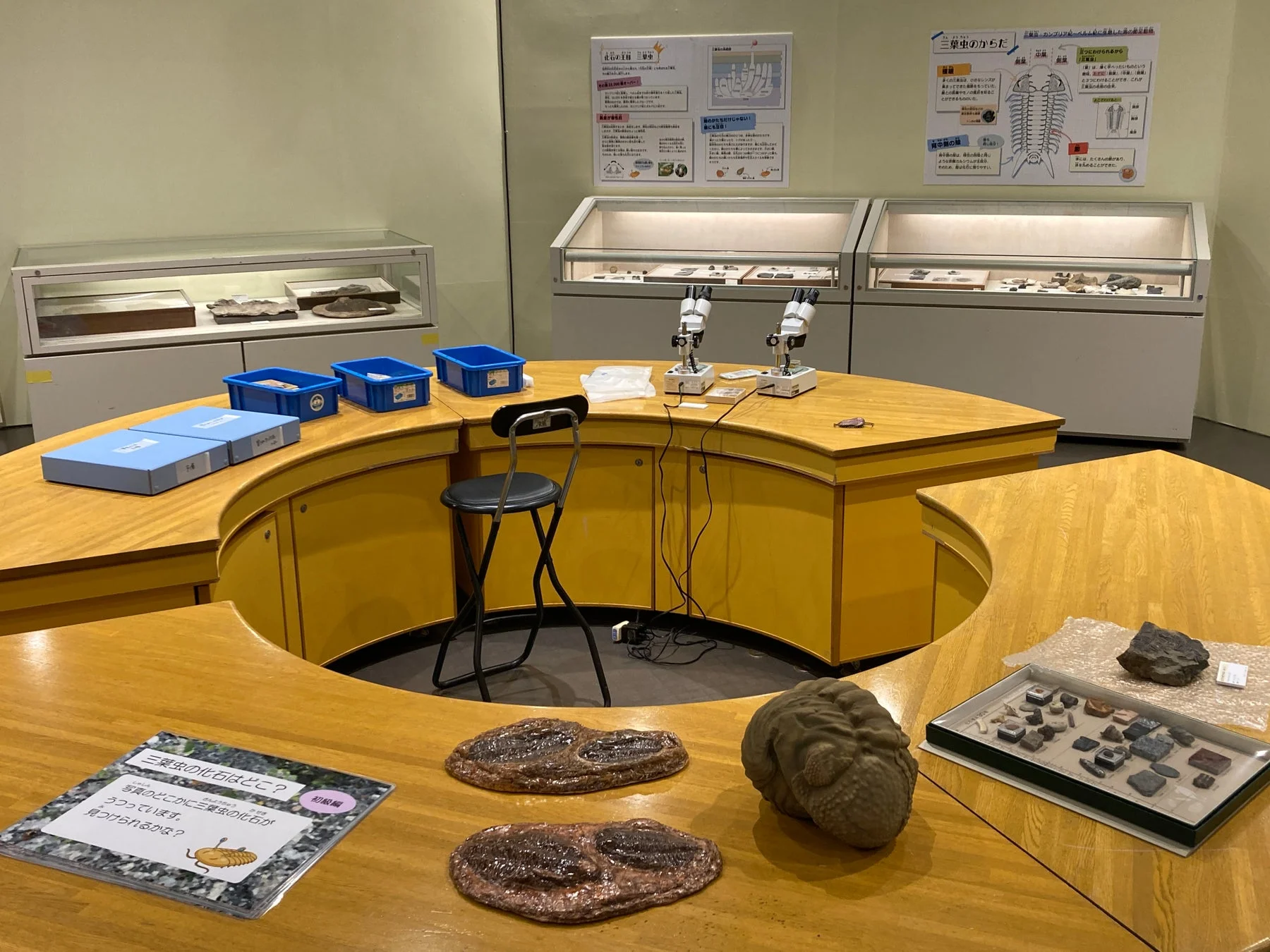 三葉虫コーナーの展示