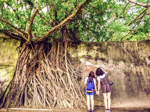 ガジュマルの木