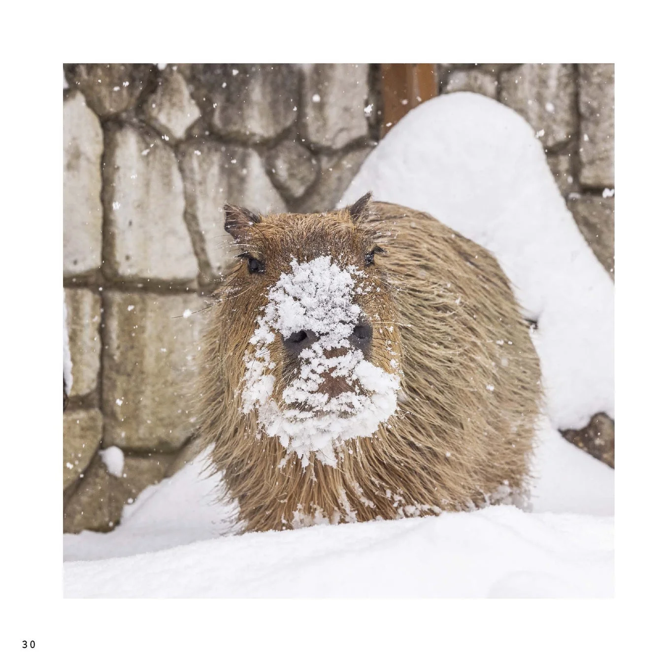 雪の中のカピバラ