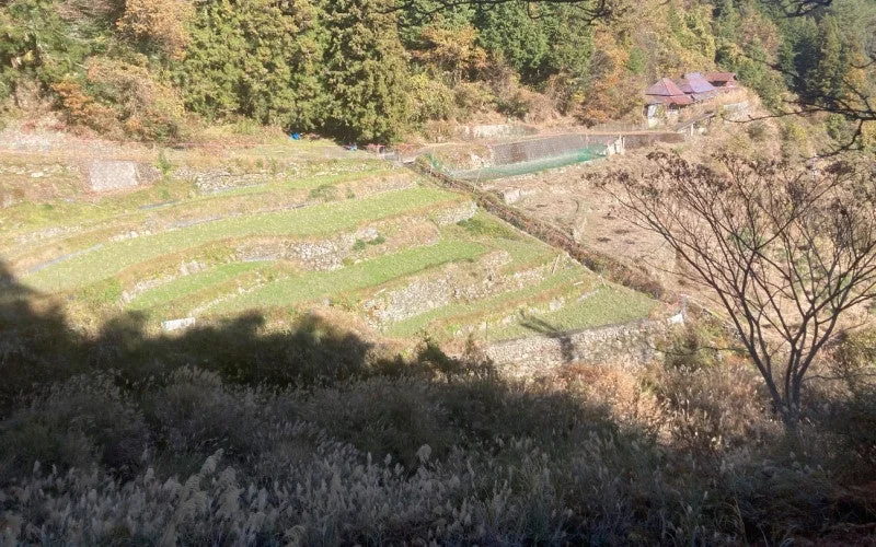 秋の山間部に広がる棚田の風景です。段々に連なる畑には緑の作物が植えられ、周囲の山々は紅葉し始めています。遠くには古い民家が見え、手前にはススキや枯れ木が秋の雰囲気を醸し出しています。
