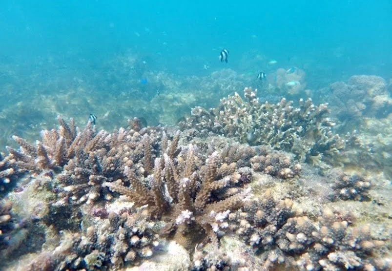 成長したサンゴの様子