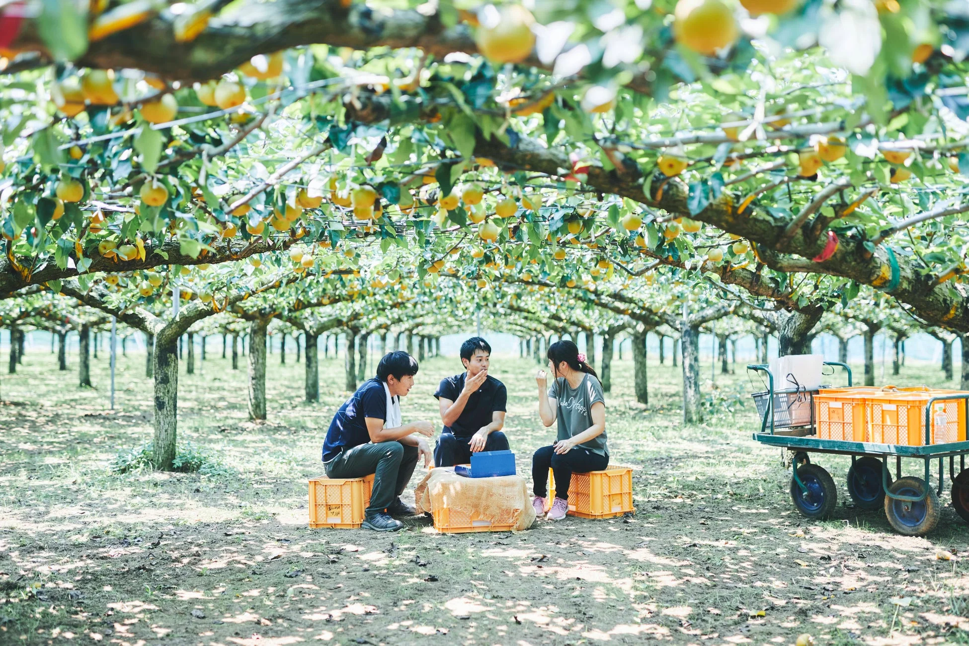 梨園,果樹園,梨,収穫,フルーツ狩り,作業,休憩,会話,若者,屋外,自然,夏,農業,日本,コンテナ,ラップトップ