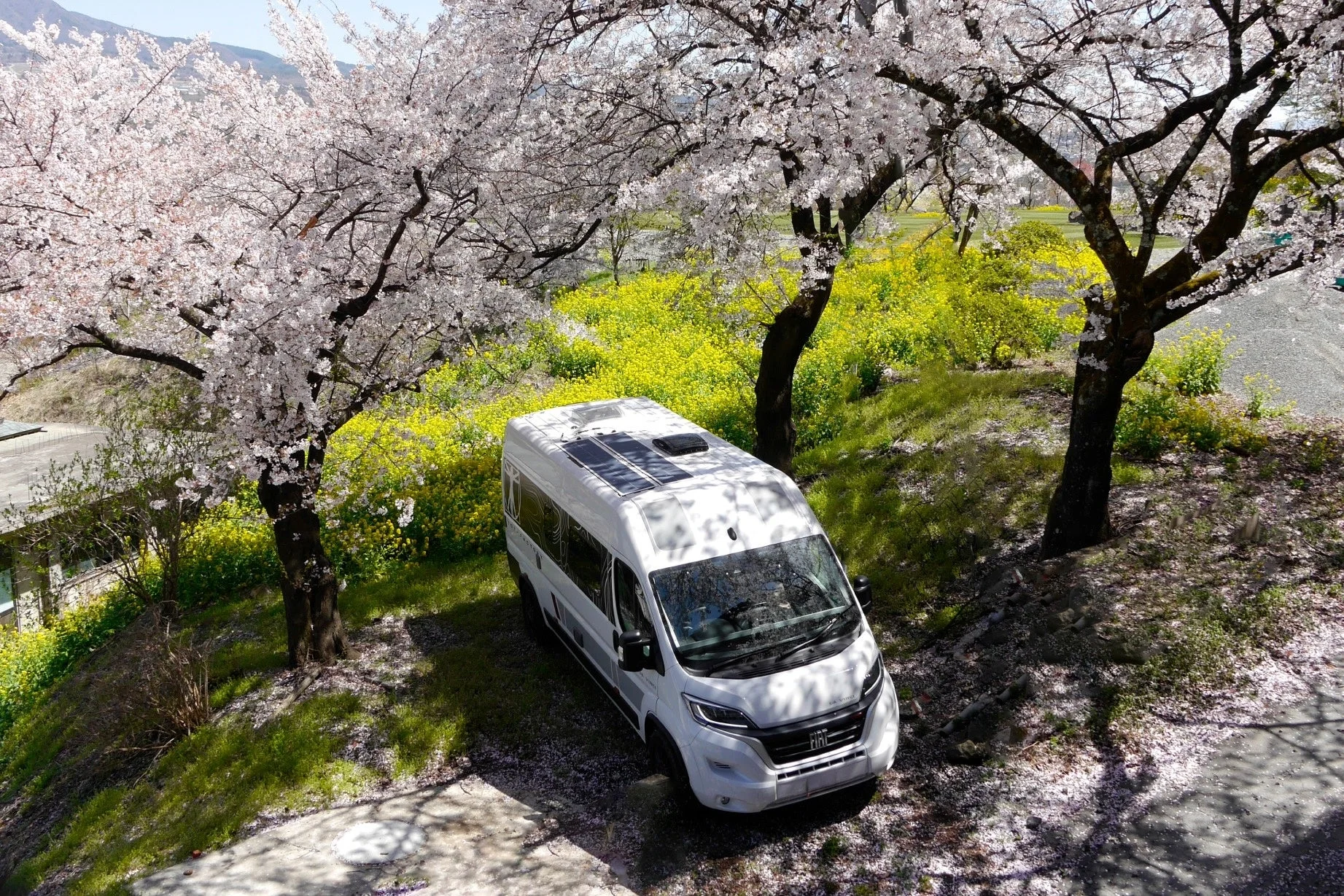 桜と菜の花畑に佇む白いキャンピングカー