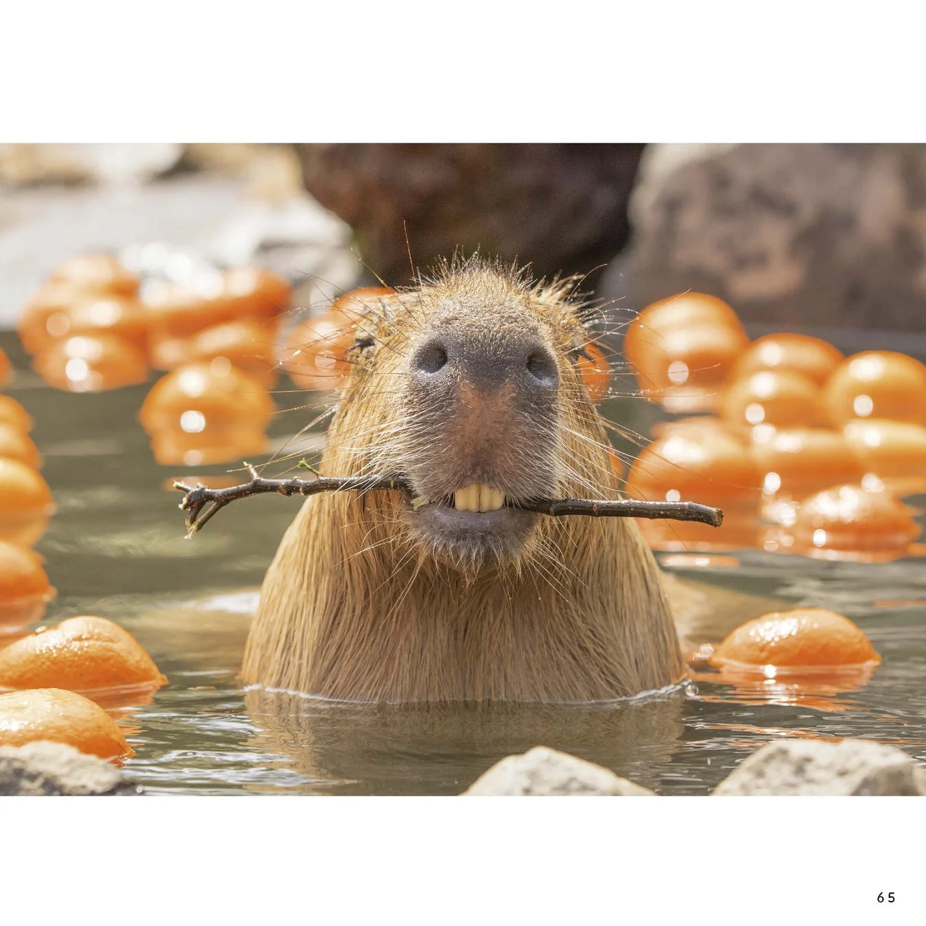 オレンジ風呂でくつろぐカピバラ