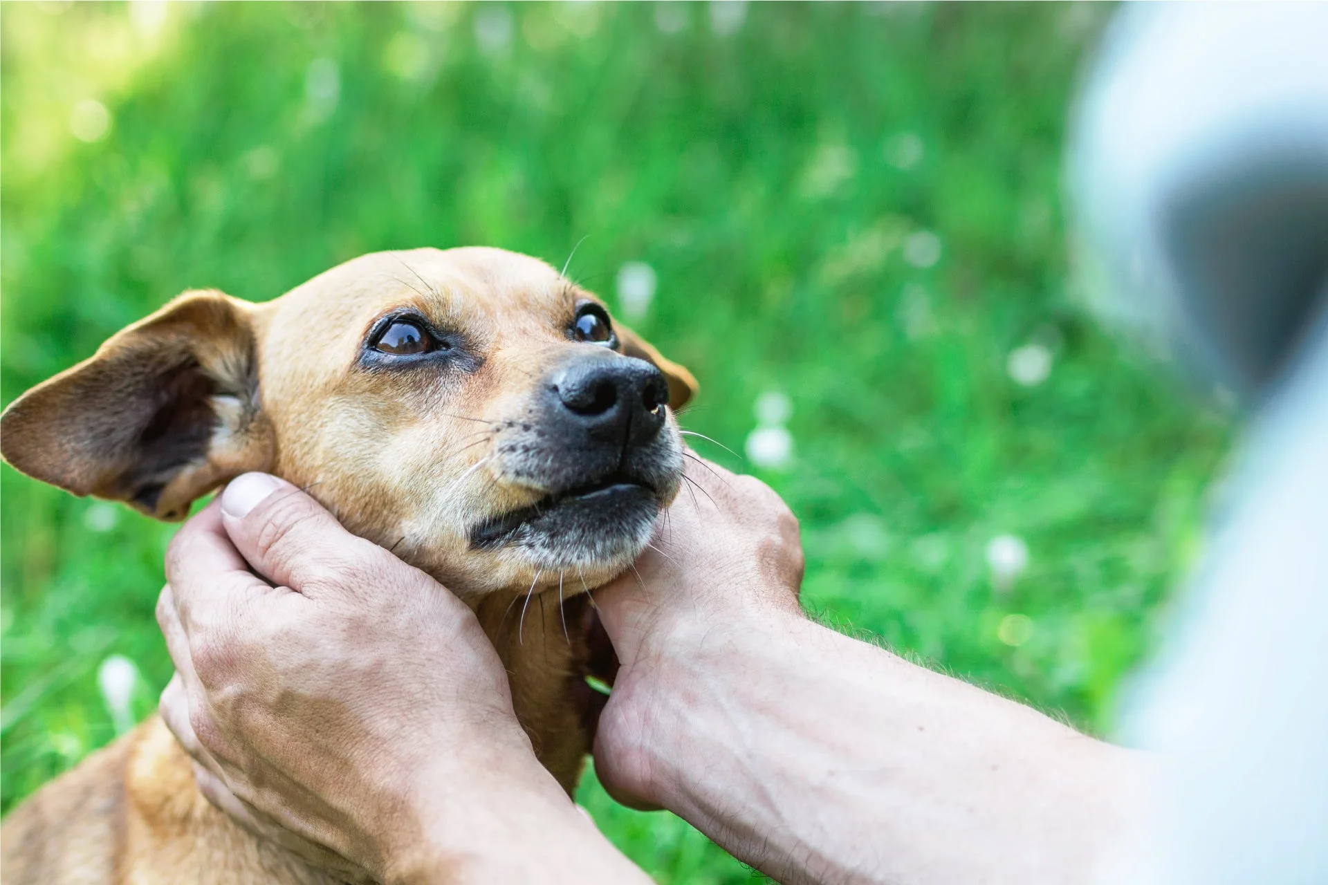緑の背景の中、飼い主の手に優しく撫でられている茶色い犬のクローズアップ