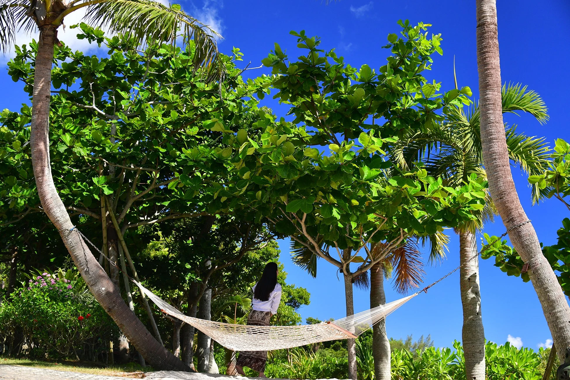 ハンモックとヤシの木