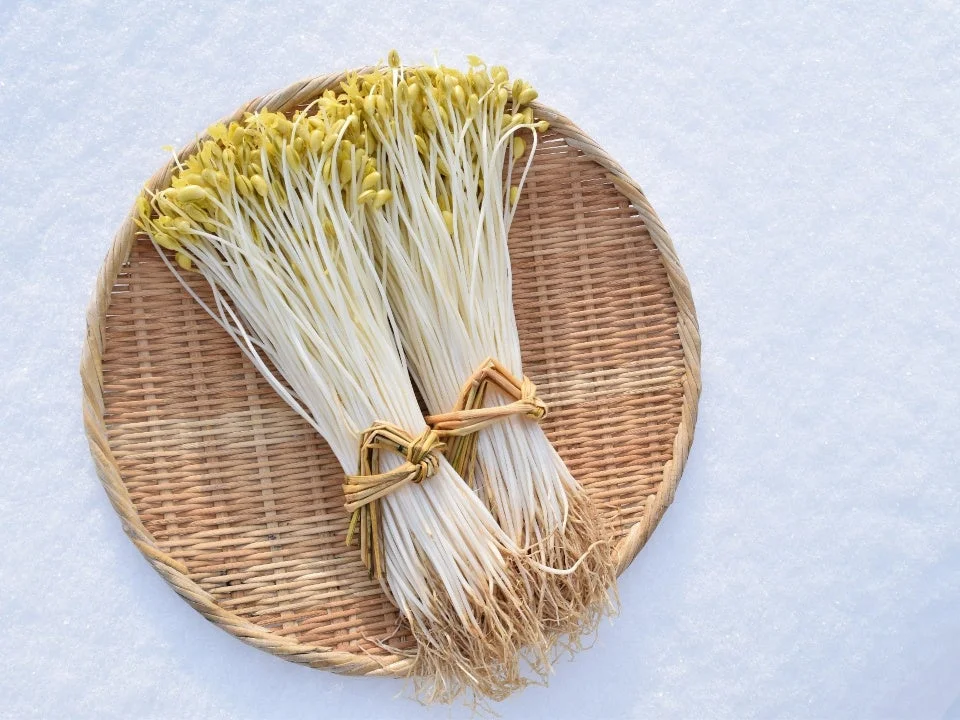 もやし,野菜,食材,ざる,白い背景,新鮮,束,スプラウト