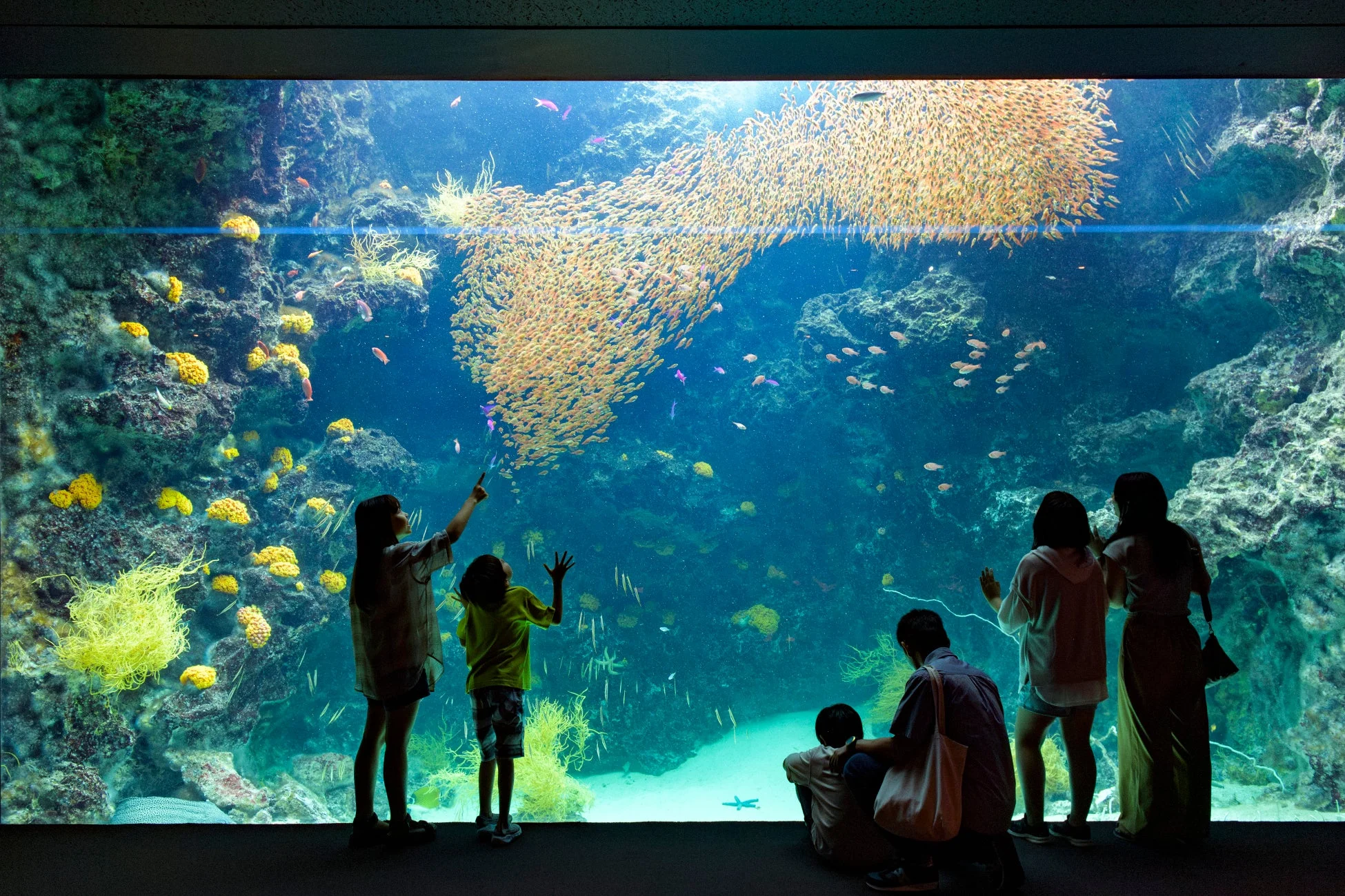 水族館,魚群,イワシ,サンゴ礁,観客,家族,水中,海洋生物,展示,青い海