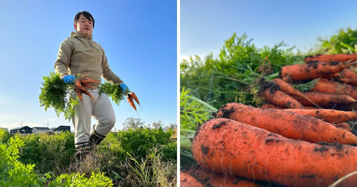 田代農園のにんじん