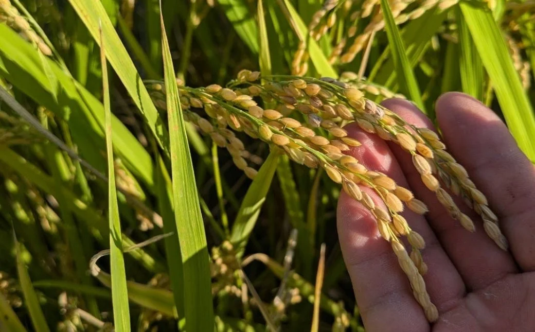 手で稲穂を支える