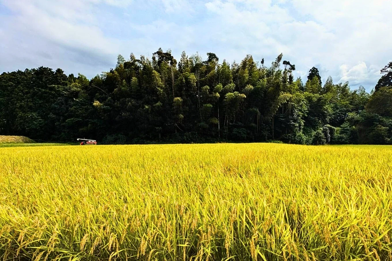 黄金の稲穂の田んぼ