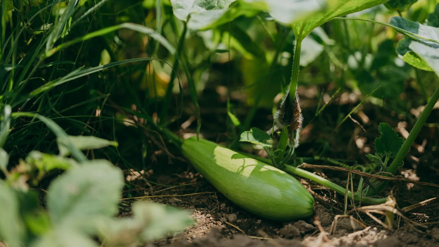 畑の土の上に横たわるズッキーニ