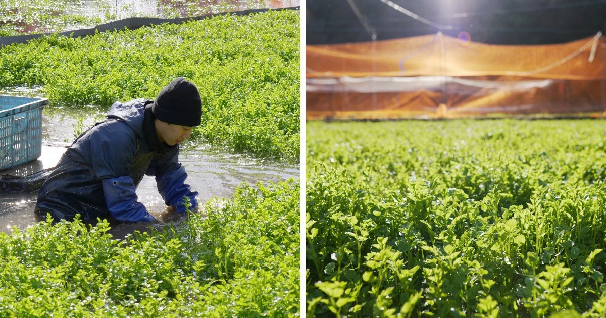 大沼農園の仙南せり