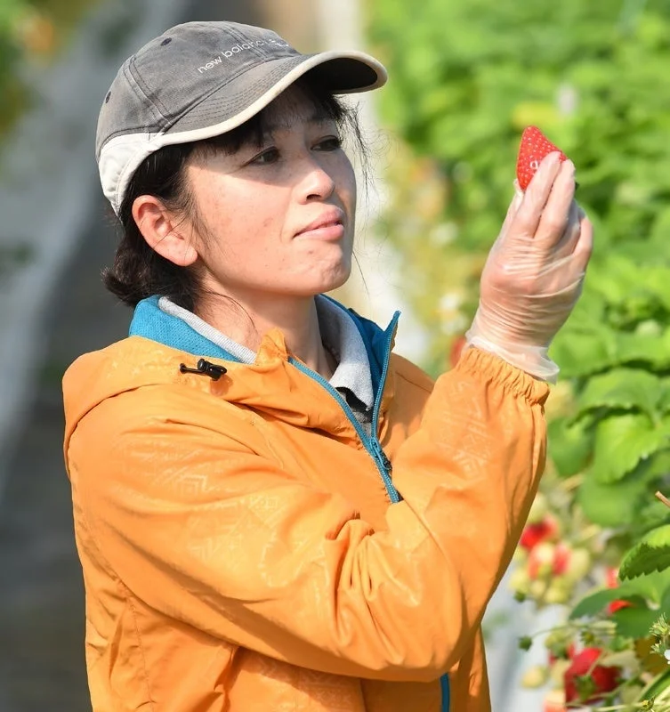 キャップとオレンジのジャケットを着た女性が、イチゴ畑で手袋をはめて摘みたてのイチゴを注意深く見つめています