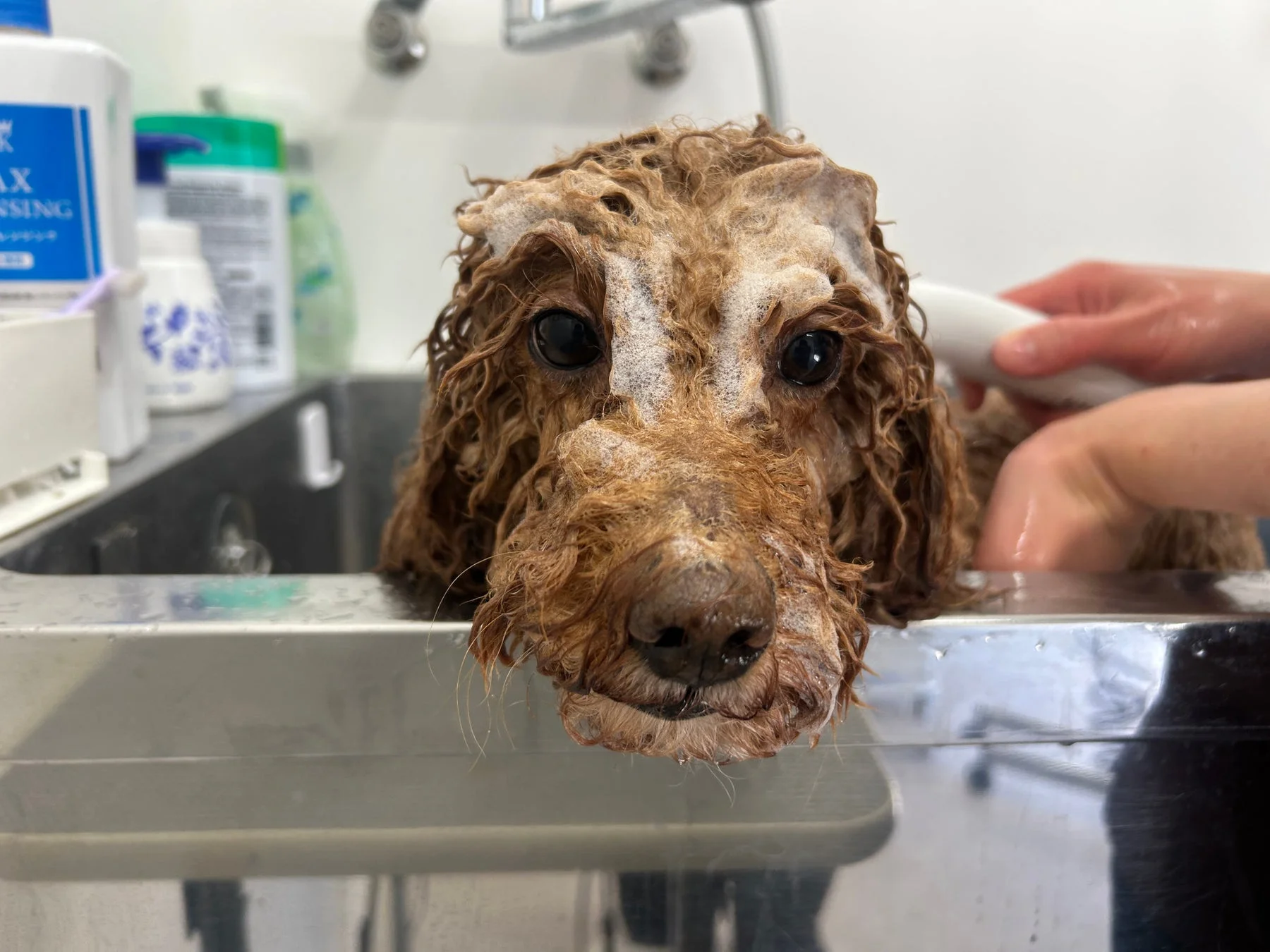 シャンプー中のプードル
